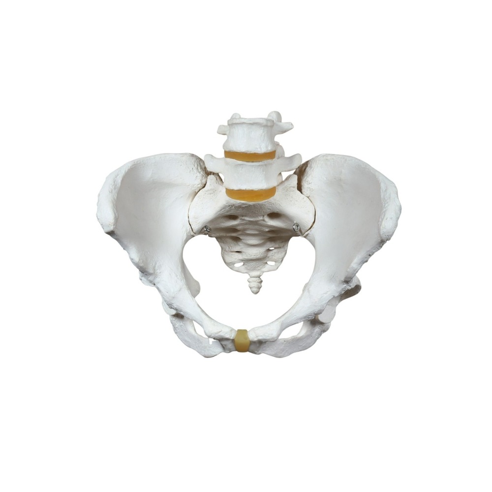 Female Pelvic Skeleton Model